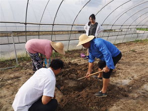 如東縣農(nóng)業(yè)農(nóng)村局種植業(yè)條線戰(zhàn)高溫開展系列志愿服務(wù)活動助農(nóng)增收