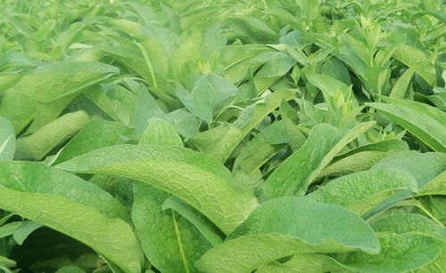 良豐農業(yè) 養(yǎng)殖業(yè)牧草大全